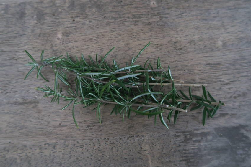 Rosemary Cutting 2